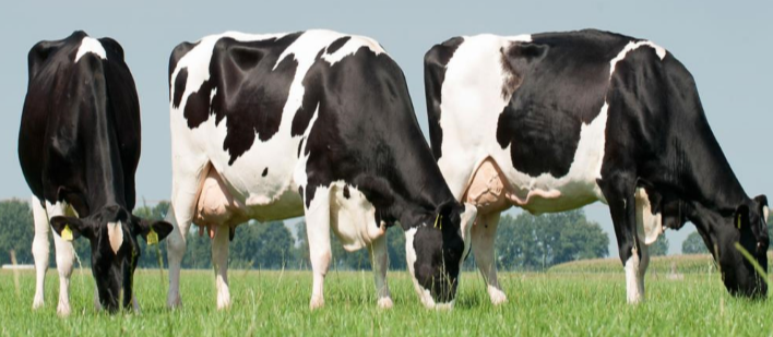 Animal Tracking Cows